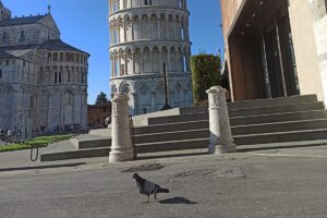 piccioni