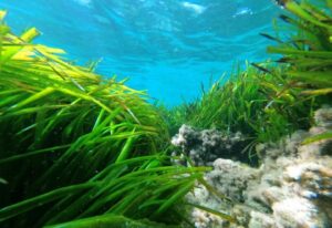 posidonia