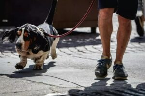 Animali