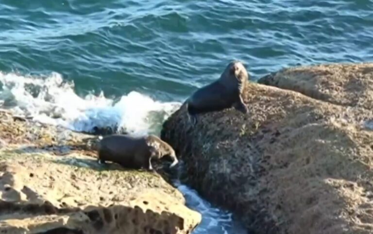 Aviaria foca