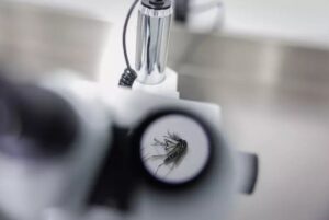 Chikungunya