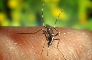 Dengue
