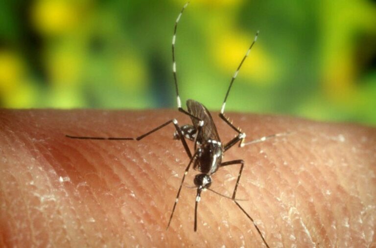 Dengue