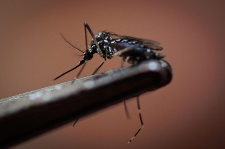 Dengue