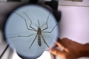 Dengue