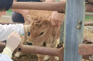 Dermatite bovina