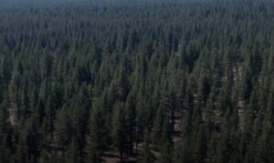 Foreste USA