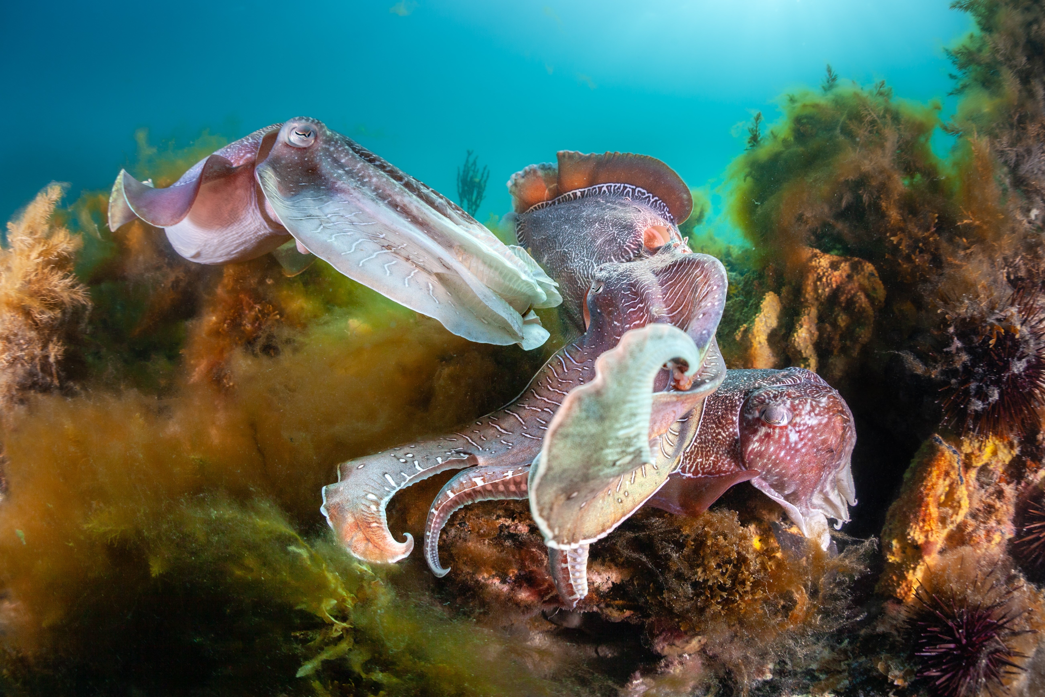 Giant Cuttlefish in Breeding Battle