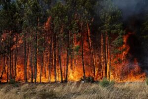 Incendi boschivi