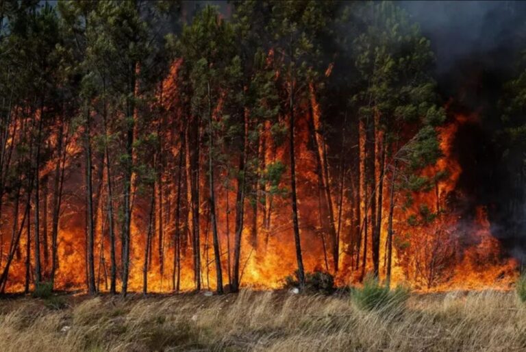 Incendi boschivi