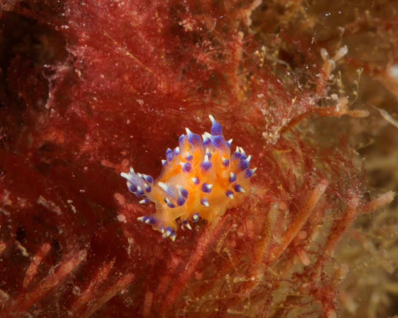 Lumaca mare