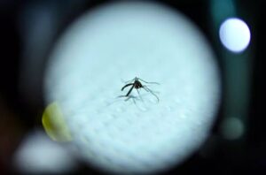 Malaria
