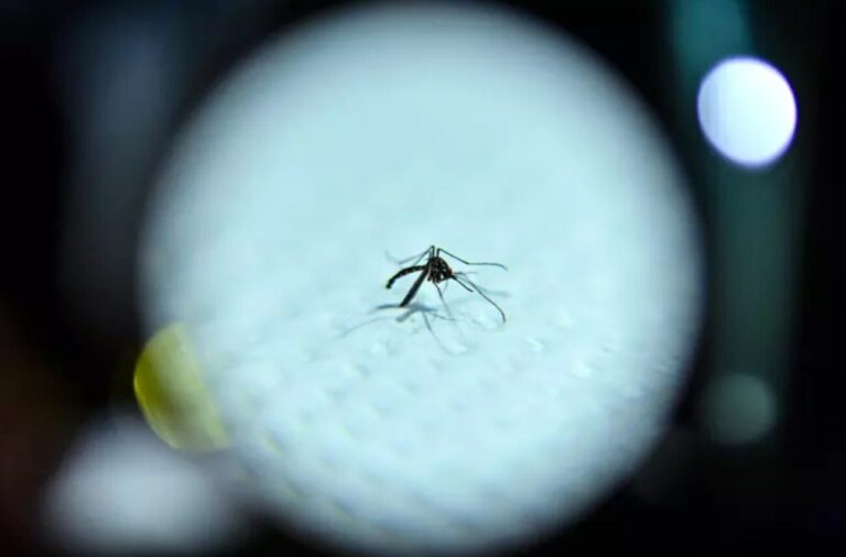 Malaria