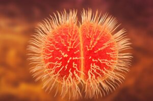 Meningite