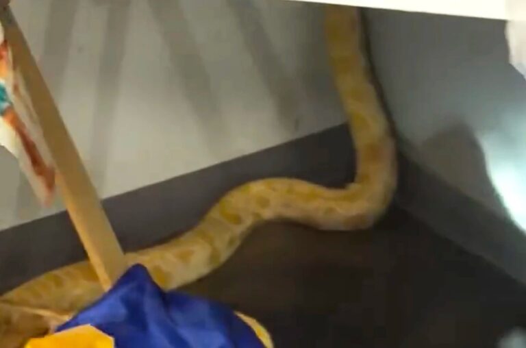 Nanner Virginia