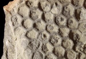 Paleodictyon