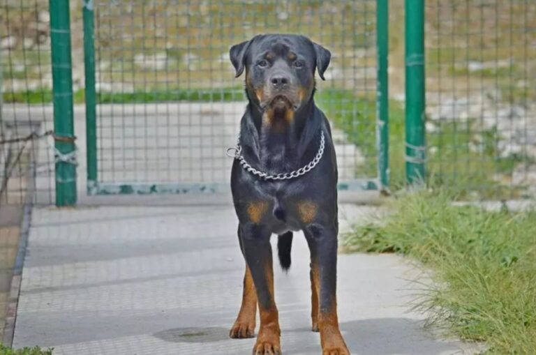 Rottweiler
