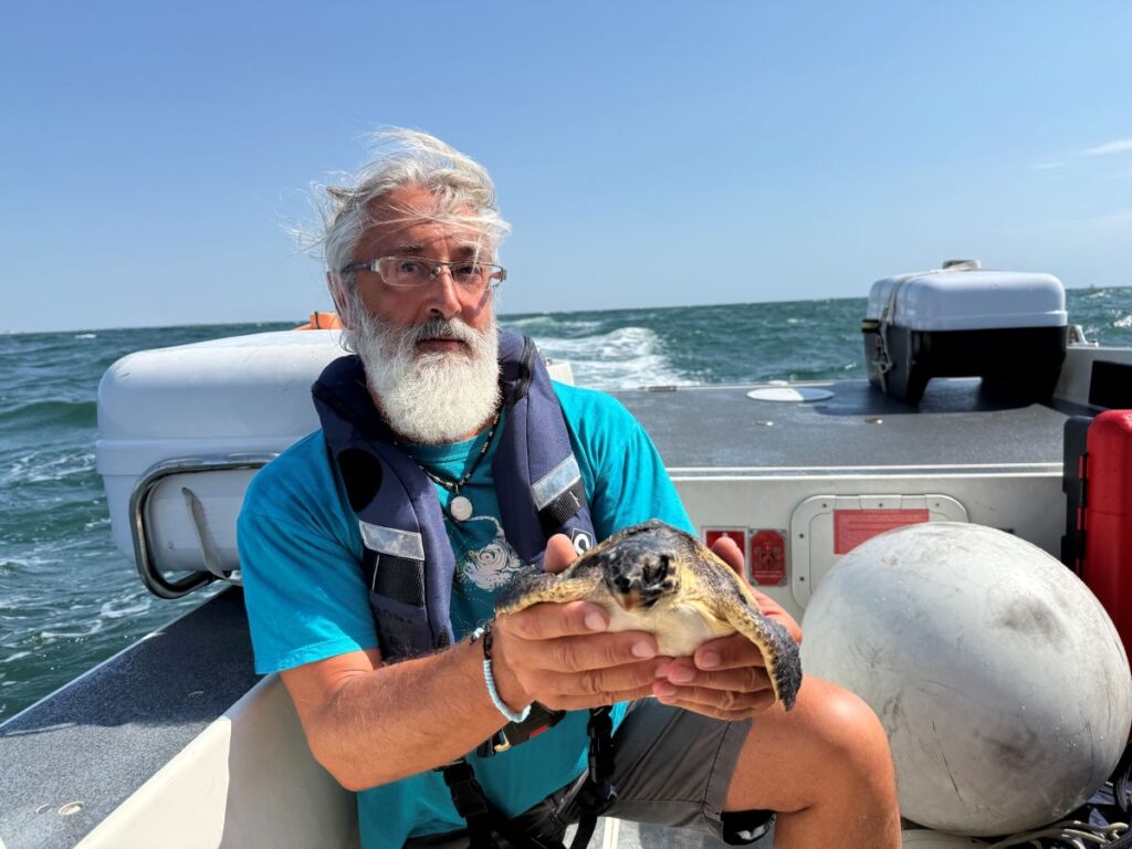Tartaruga caretta caretta