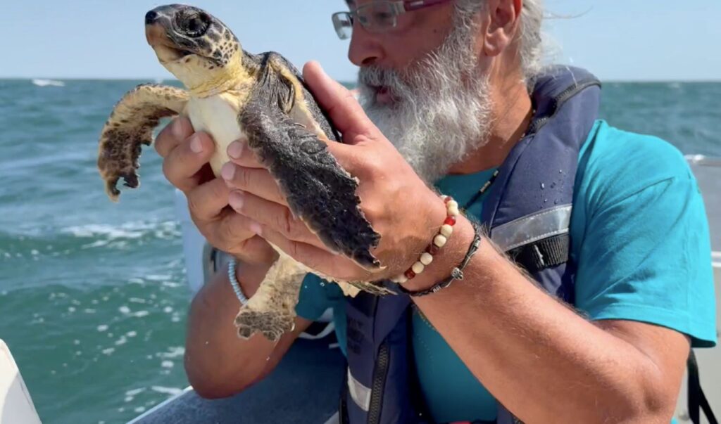 Tartaruga caretta caretta