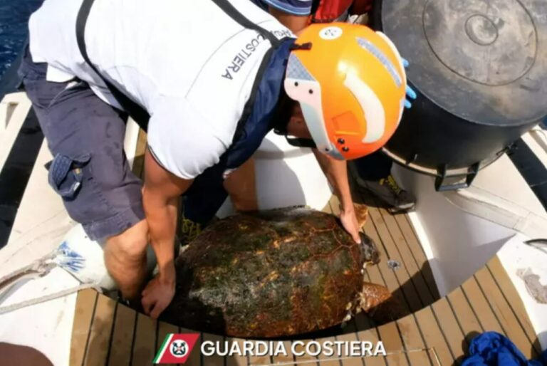 Tartaruga caretta caretta