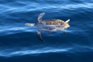 Tartaruga caretta caretta