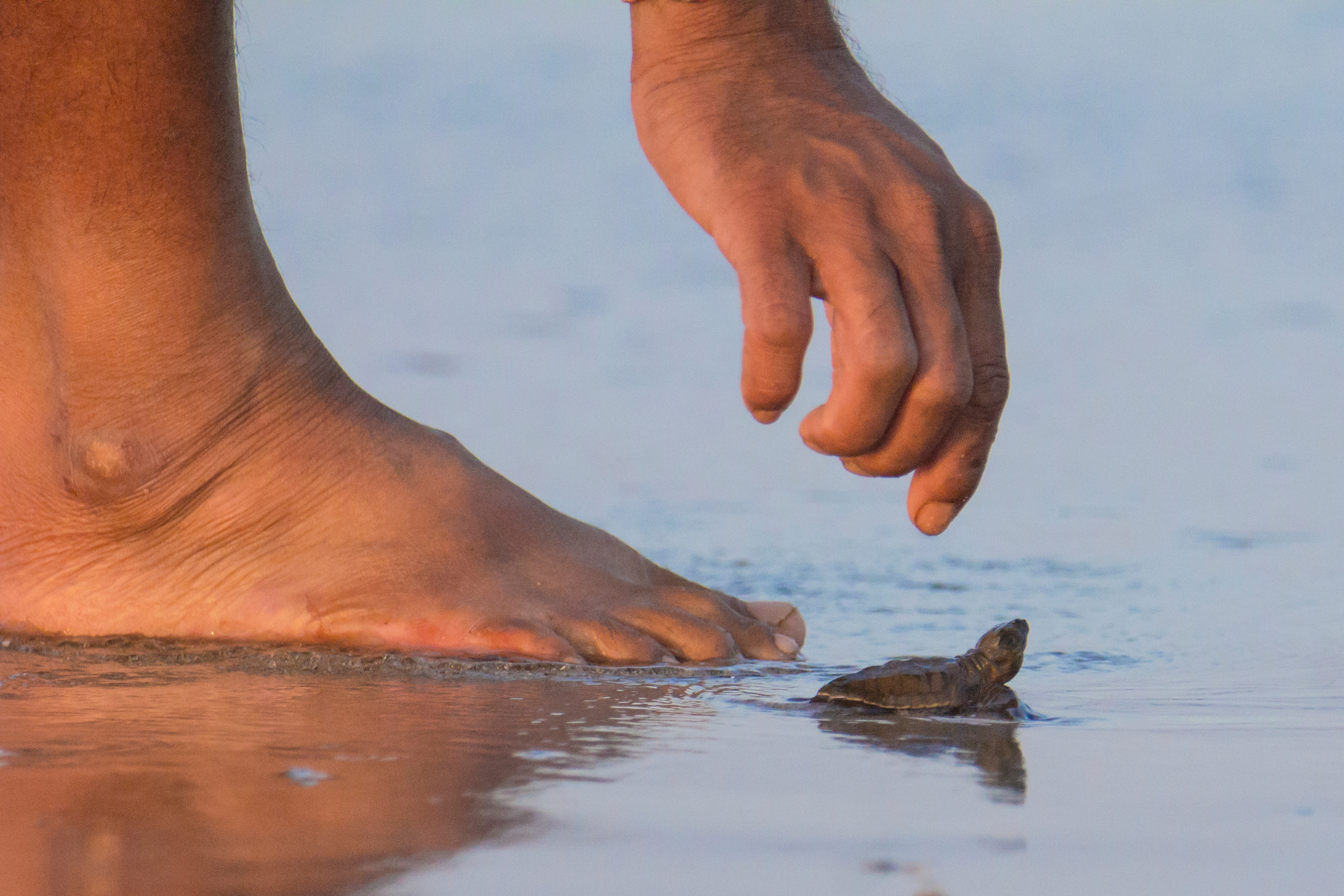 Tide, Turtle, and Trust!