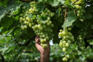 Vendemmia