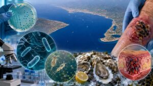 Vibrio vulnificus stretto di messina