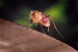 West Nile