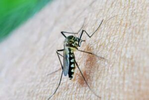 West Nile