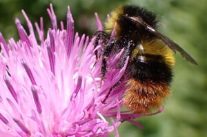 ape selvatica (Bombus soroeensis)