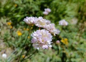 armeria