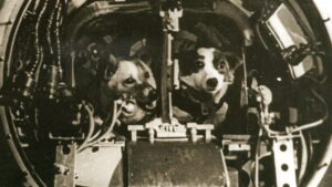 belka strelka