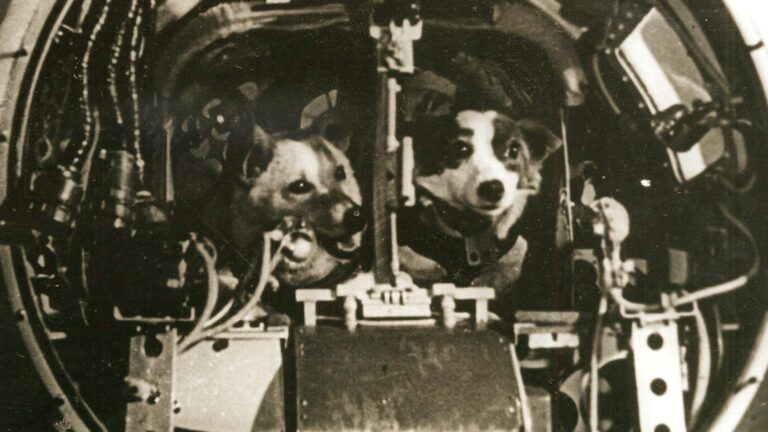 belka strelka