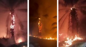 incendi indonesia