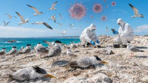 influenza aviaria H5N1 Australia