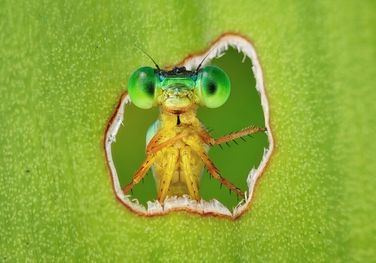 libellula dalla coda arancione