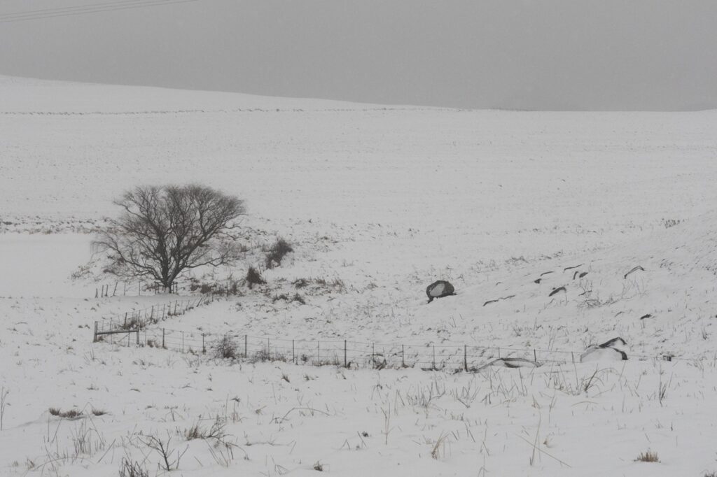 neve freddo sudafrica