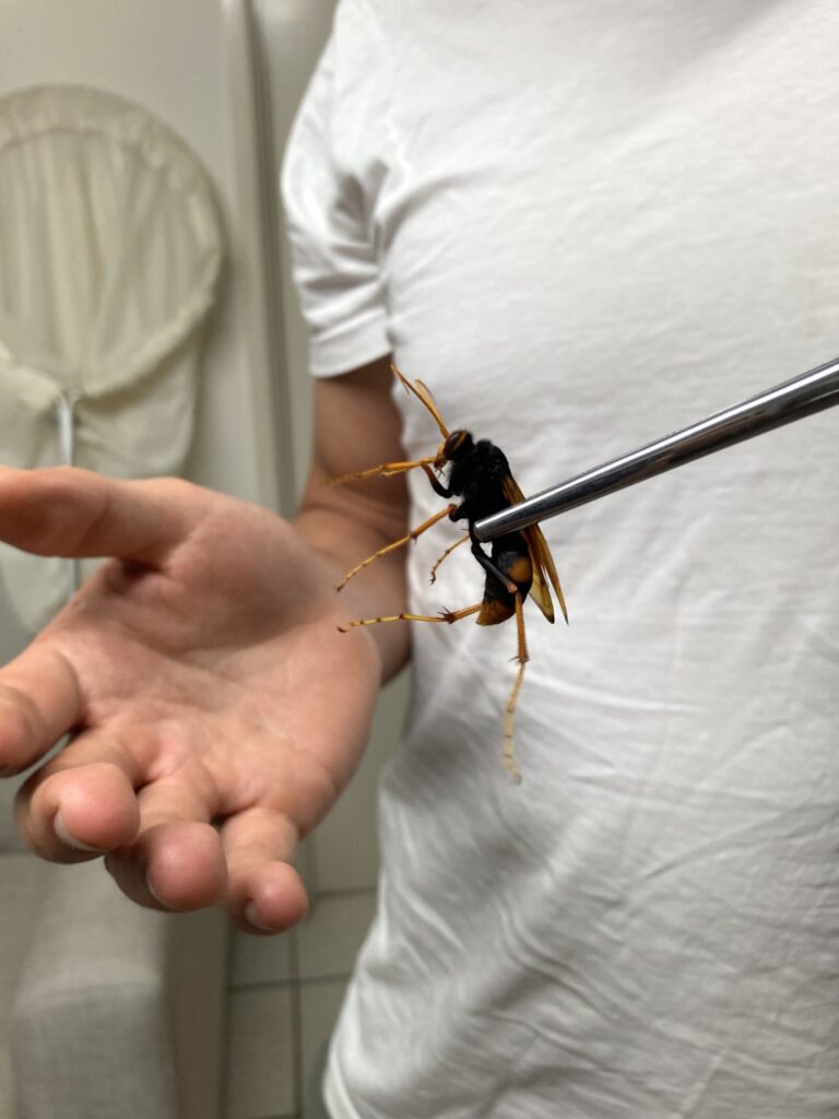 ricercatore che si fa pungere dalle creature più velenose del pianeta per la scienza