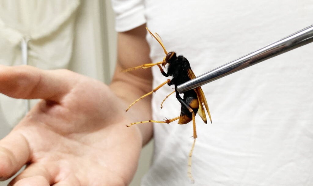 ricercatore che si fa pungere dalle creature più velenose del pianeta per la scienza
