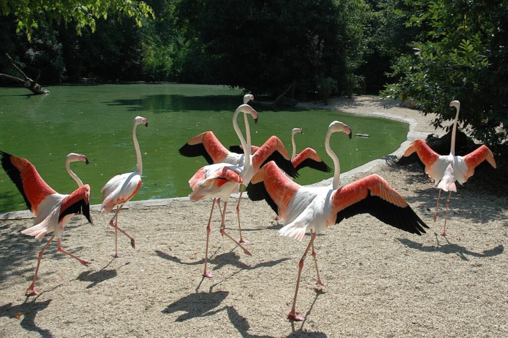 Biparco Roma