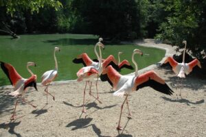 Biparco Roma
