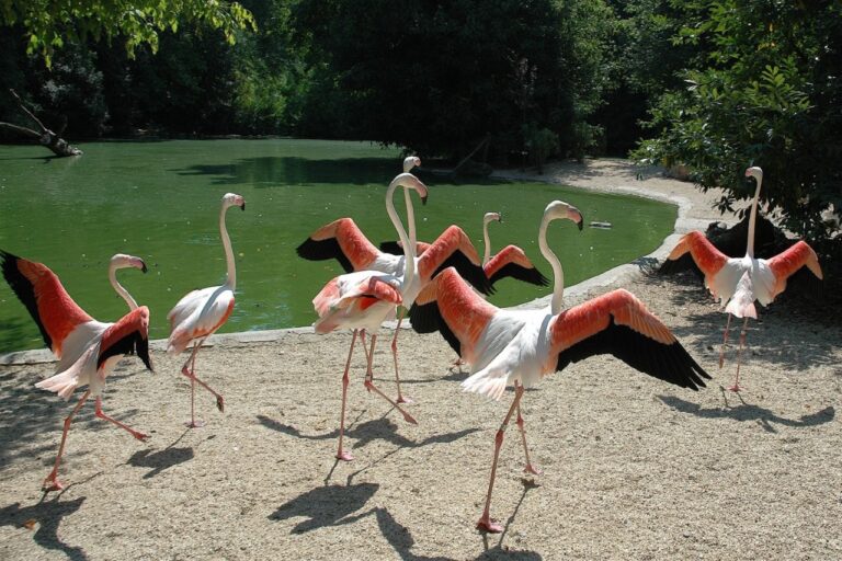 Biparco Roma