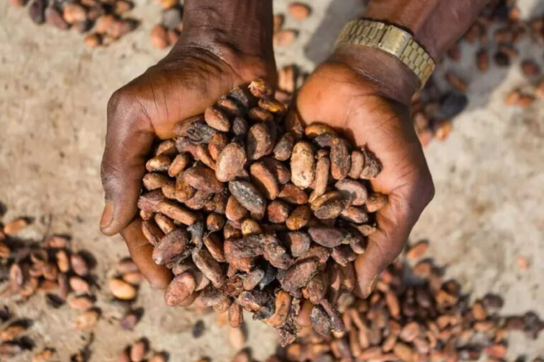 Cacao