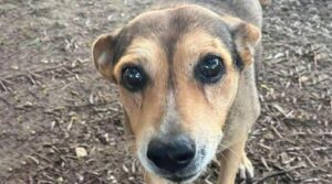 Cagnolina timida