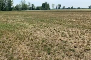Caldo Agricoltura