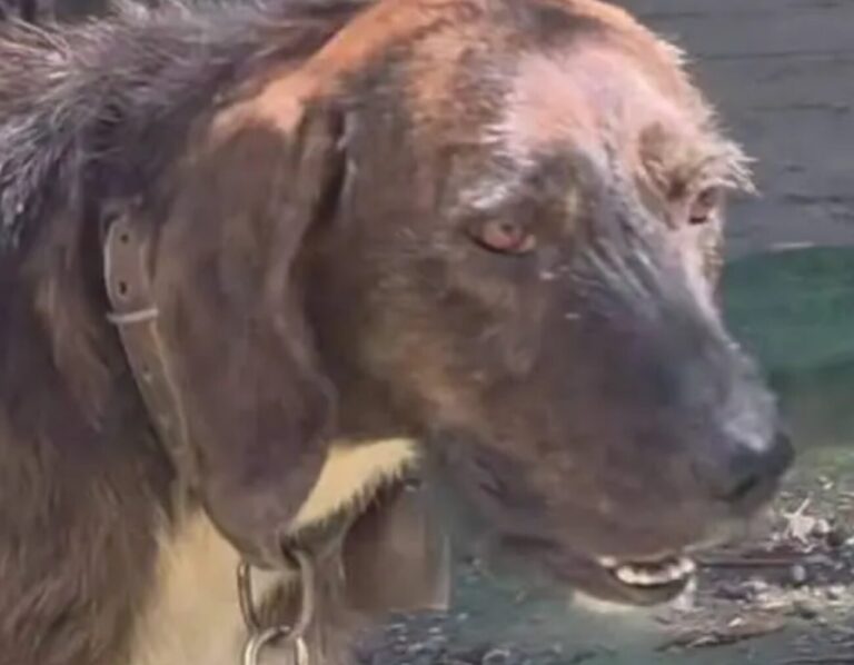 Cane