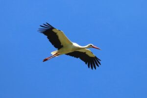 Cicogna bianca