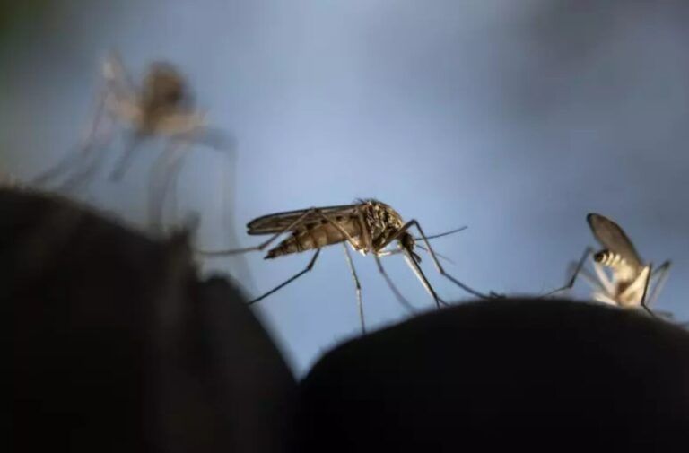 Dengue