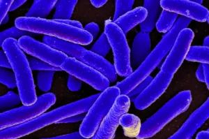 Escherichia coli